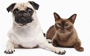 Pug and Cat